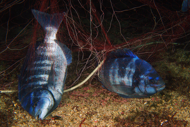 Continua la riproduzione di Spondyliosoma cantharus